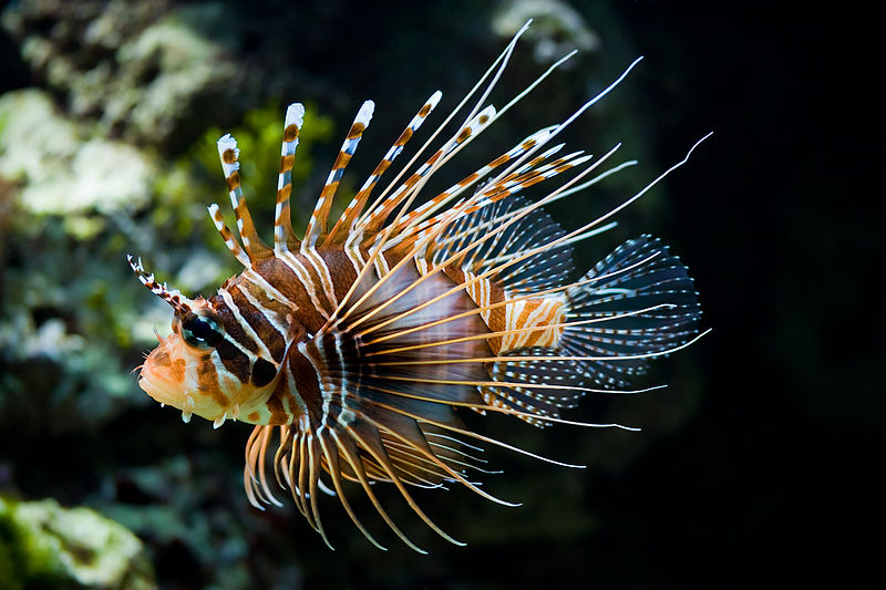 lion fish wikimedia