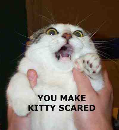 scared_kitty